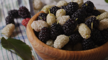 Цілюща сила шовковиці