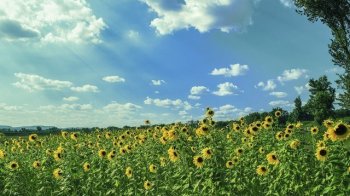 Сонце та спека: якими будуть вихідні 25-26 червня