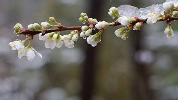 Заморозки вночі та до 19 градусів тепла вдень: погода у Вербну неділю на Львівщині