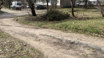 «Утворюється стихійне сміттєзвалище»: львів’янка просить прибрати гілки з вулиці