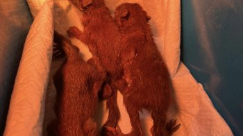 «Білкопад»: у львівській «Домівці врятованих тварин» з’явилися нові звірята