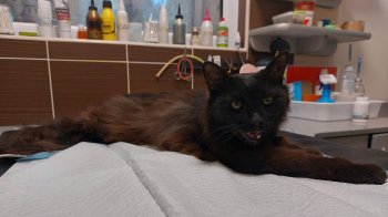 Фото - Facebook/Оксана Кошак