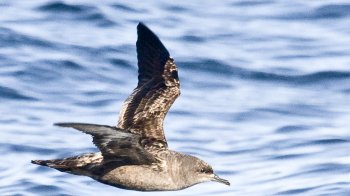Забруднення пластиком викликало нове захворювання у птахів: може загинути чимало пернатих