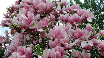 Цвітіння магнолії