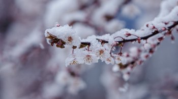 На Львівщині 7 квітня прогнозують сильні заморозки до -10°C