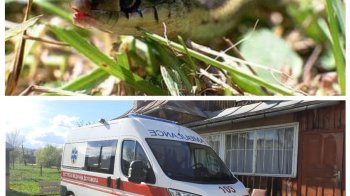 На Самбірщині дитину вкусила змія