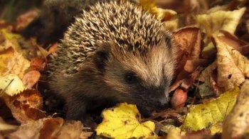 Вихідні у жовтні: коли відпочиватимемо