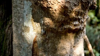 Сезон березового соку: правила збору та які штрафи загрожують українцям