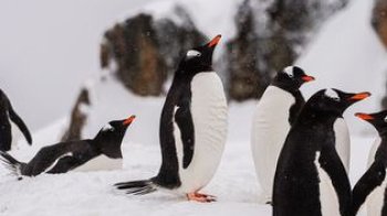 Двоє львів’ян поїдуть в експедицію в Антарктиду 