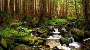 У Львівській області дозволили відвідувати ліси, проте є певні обмеження – очільник ЛОВА