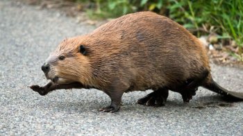 У Львовівській області знайшли бобра, який плавав у калюжі прямо на трасі (фото)