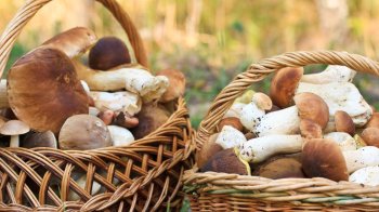 Фестиваль грибів на Львівщині: програма заходу