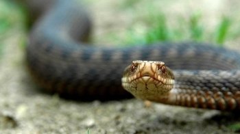 На Львівщині зафіксували ще один випадок укусу змії