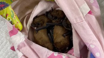 У Львові зоозахисники витягнули 48 кажанів з-під вікна у багатоповерхівці