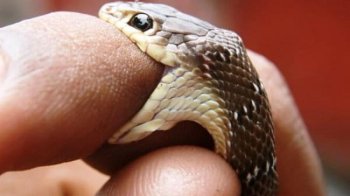 На Дрогобиччині змія вкусила дворічну дитину