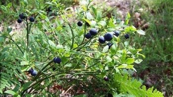 Можуть бути провокації: українців просять утриматись від збору ягід в лісах на кордоні з Білоруссю