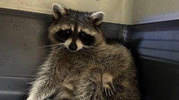 Фото: Домівка врятованих тварин