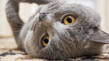 Поширені питання про котів: науково обґрунтовані відповіді