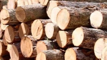 За вирубку вільх на Львівщині двох злочинців зобов’язали сплатити громаді понад 1 млн грн