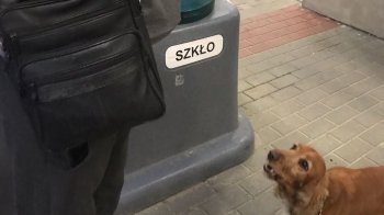 На Львівщині службовий собака знайшов наркотики у пасажира рейсового автобуса