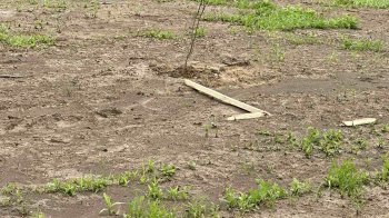 У Дрогобичі вандали знищили саджанці у Парку Нескорених