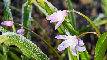 У Львові вночі зафіксували найнижчу температуру за 30 років