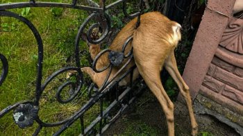 Рятувальники на Львівщині врятували дику косулю
