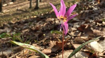 На Львівщині помітили рідкісну червонокнижну квітку