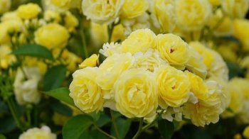 У Стрийському парку висадили клумби синьо-жовтих троянд