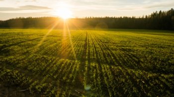 Львівщина увійшла до трійки регіонів із найдорожчою сільськогосподарською землею