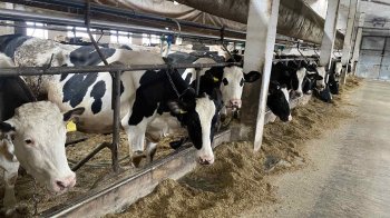 Продав 38 університетських корів: підозрюють завеферми Львівського університету природокористування