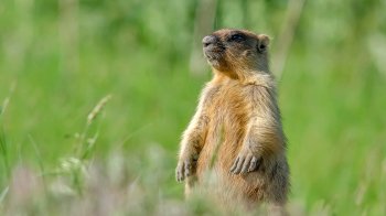 Бабаки на Полтавщині випадково викопали кераміку VII століття до нашої ери