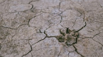 Аномальна посуха у Європі може зачепити й Україну