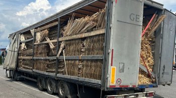 Підприємиця зі Львівщини нелегально продавала деревину польській фірмі