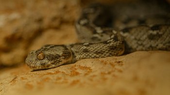 9-річна дівчинка і двоє дорослих за добу потрапили до лікарень після укусів змій на Львівщині