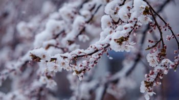 У середу на Львівщині прогнозують мороз та сніг