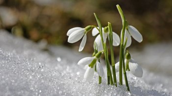 Мешканцям Львівщини нагадують про штрафи за збір та продаж первоцвітів