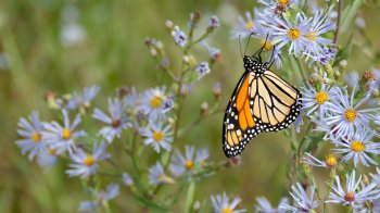 Спека спадає: прогноз погоди у Львові та області 30 серпня