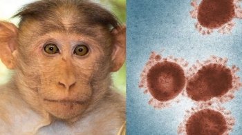 Віспа мавп поширюється: в Європі вже двоє людей померли від інфекції