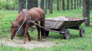 На Львівщині через зіткнення між Volkswagen та возом двоє травмованих