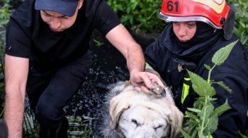 У Винниках рятувальники витягли собаку, який не міг вибратися з водяної пастки