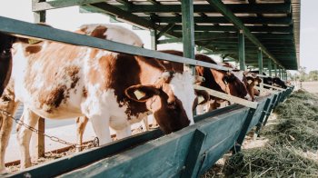 На Львівщині аграрії отримають 5,8 млн грн підтримки з обласного бюджету