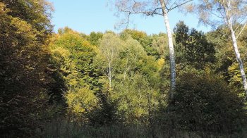 Обласна рада розширила межі лісового заказника “Винниківський”