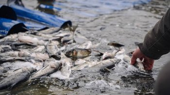 У два львівські озера випустили 300 кг риби для збільшення популяції