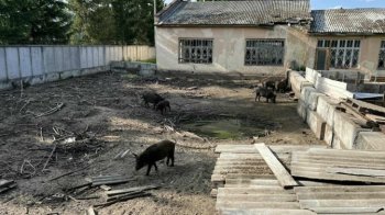 Після скарг мешканців у Брюховичах забрали тварин зі свиноферми