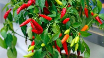 як виростити перець на підвиконні
