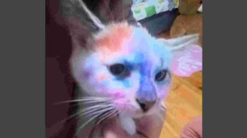 Діти львівської лікарки розмалювали фломастерами кота: у Першому ТМО відреагували на скандал