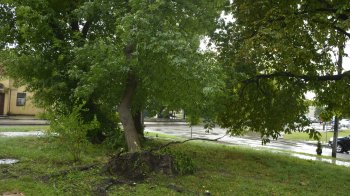 Поламані дерева та обірвані електрокабелі: у Бродах прокотився сильний буревій (фото)