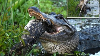 Дика природа вражає: у мережу потрапили шокуючі кадри, як один алігатор з’їв іншого