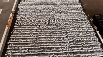 На Львівщині у посилці до Польщі виявили понад 2,5 тис. мурах